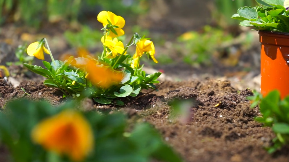 EARTHSTOCK, Perfect weather at Stony Brook's annual celebration of Earth Day.